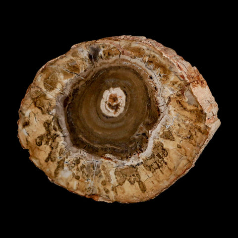 4.1" Fossilized Polished Petrified Wood Branch Madagascar 66-225 Million Yrs Old - Fossil Age Minerals