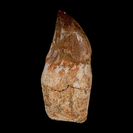 2.2" Mosasaur Prognathodon Anceps Fossil Tooth Rooted Cretaceous Dinosaur Era COA