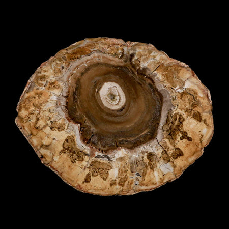 4.1" Fossilized Polished Petrified Wood Branch Madagascar 66-225 Million Yrs Old