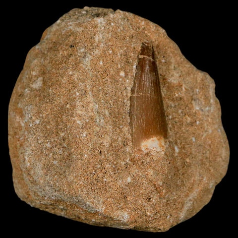 1" Plesiosaur Zarafasaura Tooth Fossil In Matrix Cretaceous Dinosaur Era COA - Fossil Age Minerals