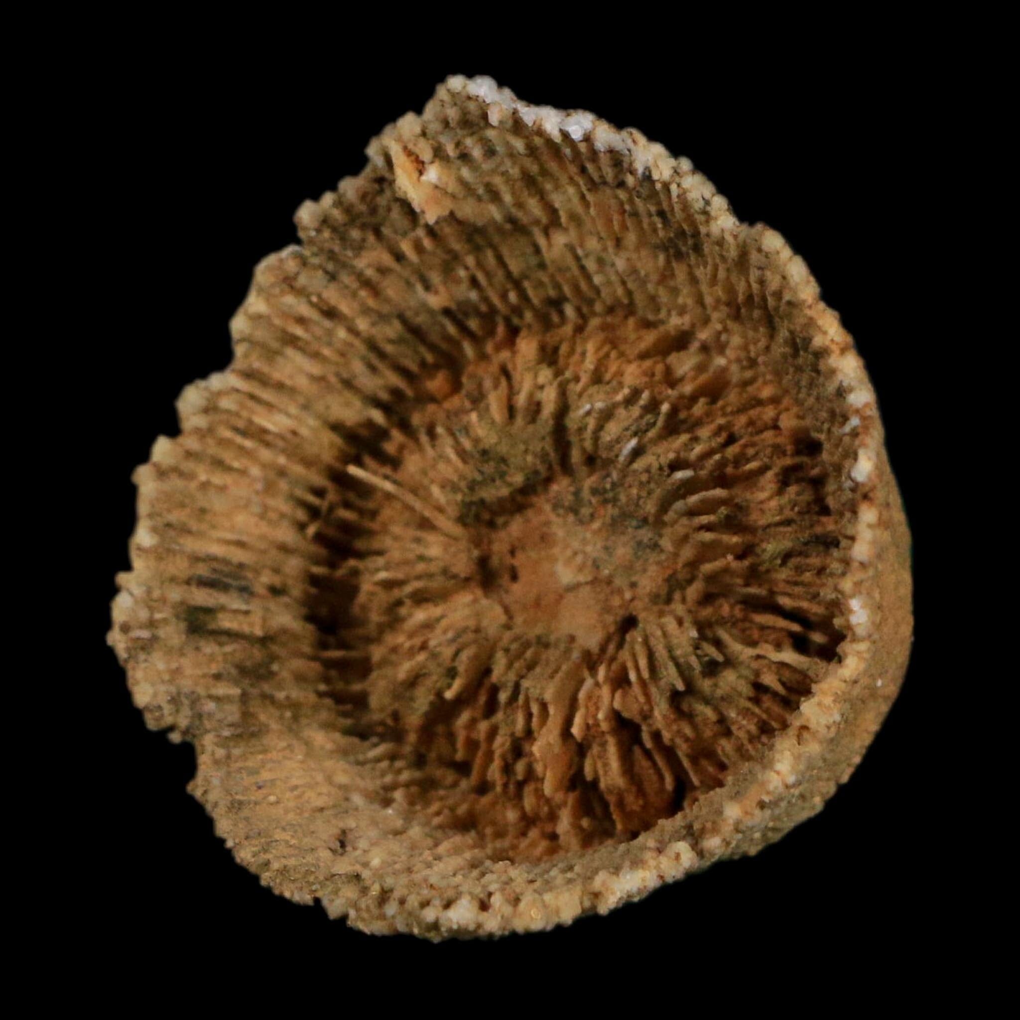 1.8" Rugose Horn Coral Fossil Devonian Age Speed Quarry, Clark County, Indiana