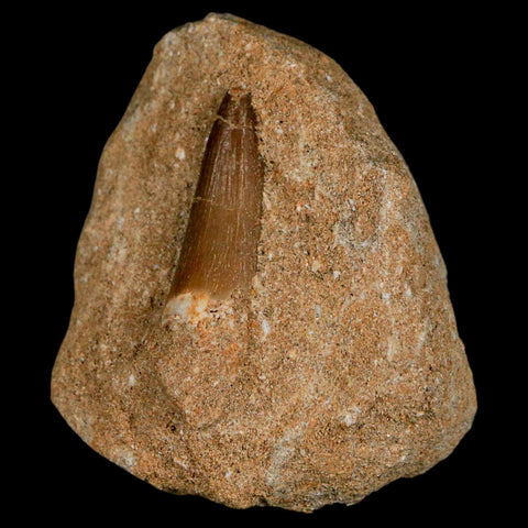 1" Plesiosaur Zarafasaura Tooth Fossil In Matrix Cretaceous Dinosaur Era COA - Fossil Age Minerals