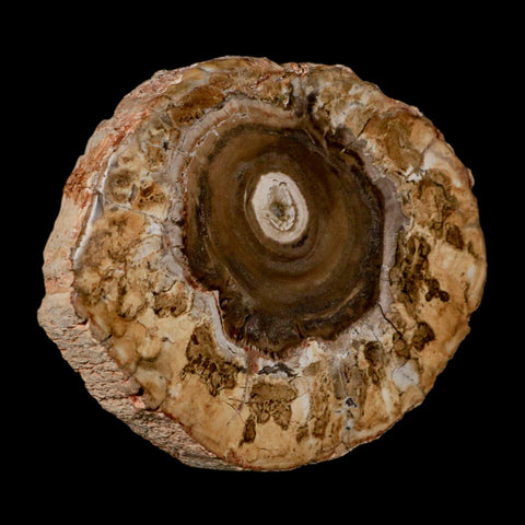 4.1" Fossilized Polished Petrified Wood Branch Madagascar 66-225 Million Yrs Old - Fossil Age Minerals