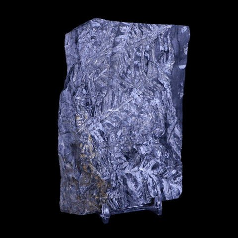 5" Alethopteris Fern Plant Leaf Fossil Carboniferous Age Llewellyn FM ST Clair, PA - Fossil Age Minerals