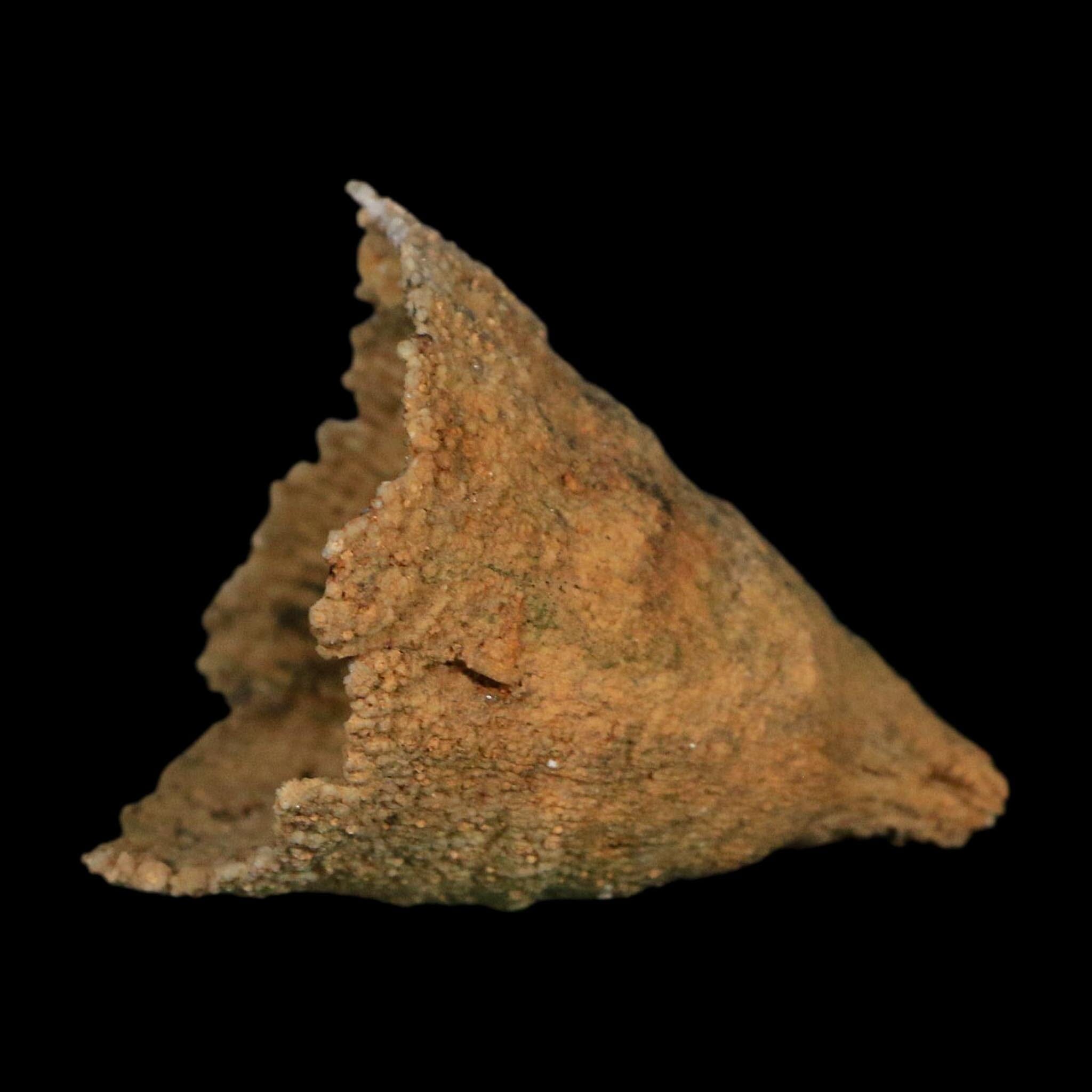 1.8" Rugose Horn Coral Fossil Devonian Age Speed Quarry, Clark County, Indiana