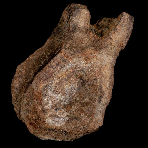 4.1" Panoplosaurus Dinosaur Fossil Vertebrae Bone Two Medicine Formation Montana - Fossil Age Minerals