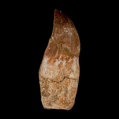 2.2" Mosasaur Prognathodon Anceps Fossil Tooth Rooted Cretaceous Dinosaur Era COA