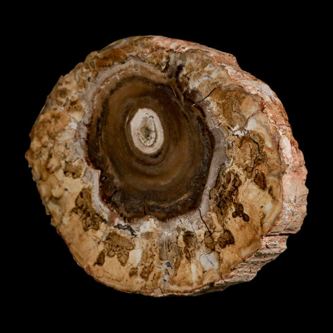 4.1" Fossilized Polished Petrified Wood Branch Madagascar 66-225 Million Yrs Old - Fossil Age Minerals