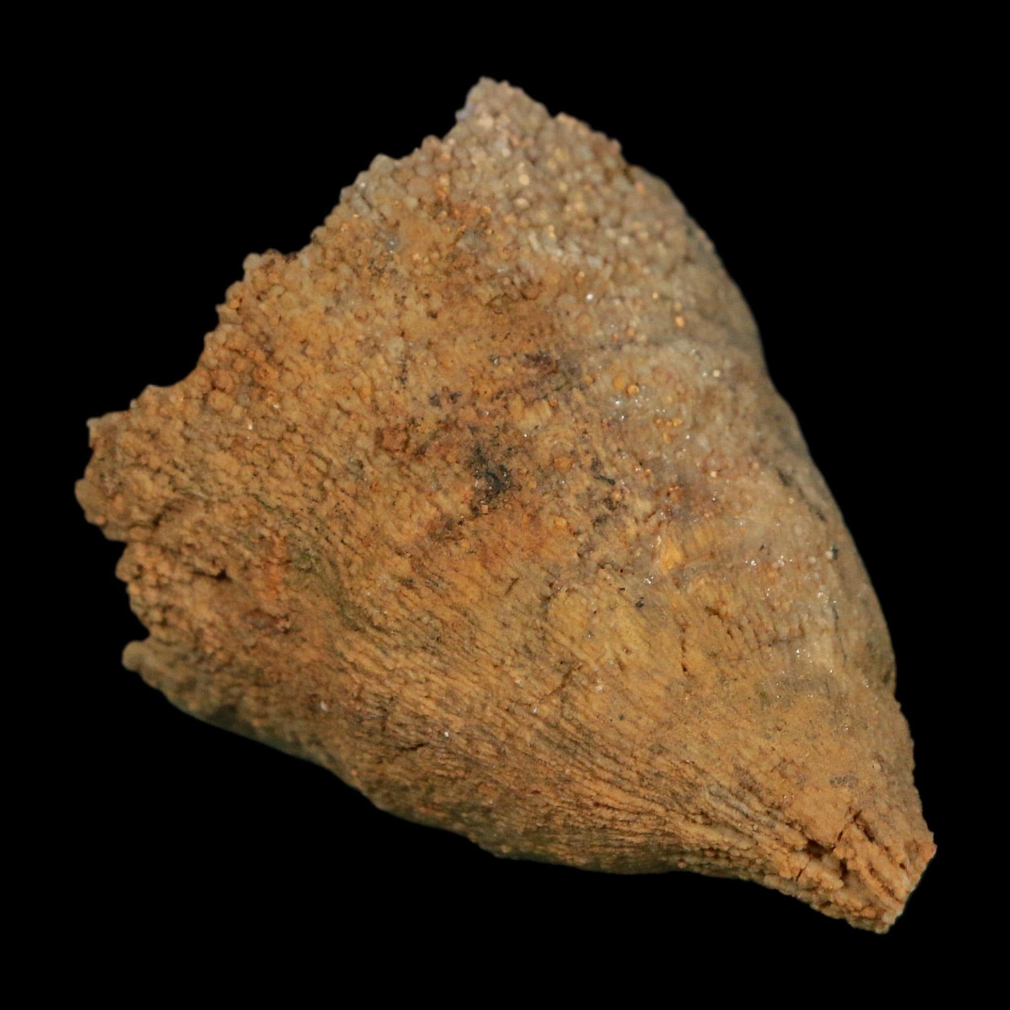 1.8" Rugose Horn Coral Fossil Devonian Age Speed Quarry, Clark County, Indiana