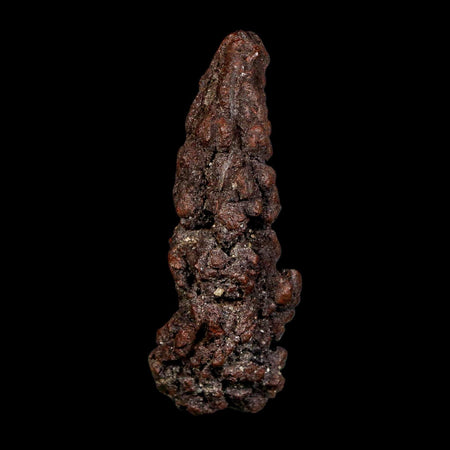 3.1" Prehistoric Coprolite Fossil Specimen Poop Dung Miocene Madagascar