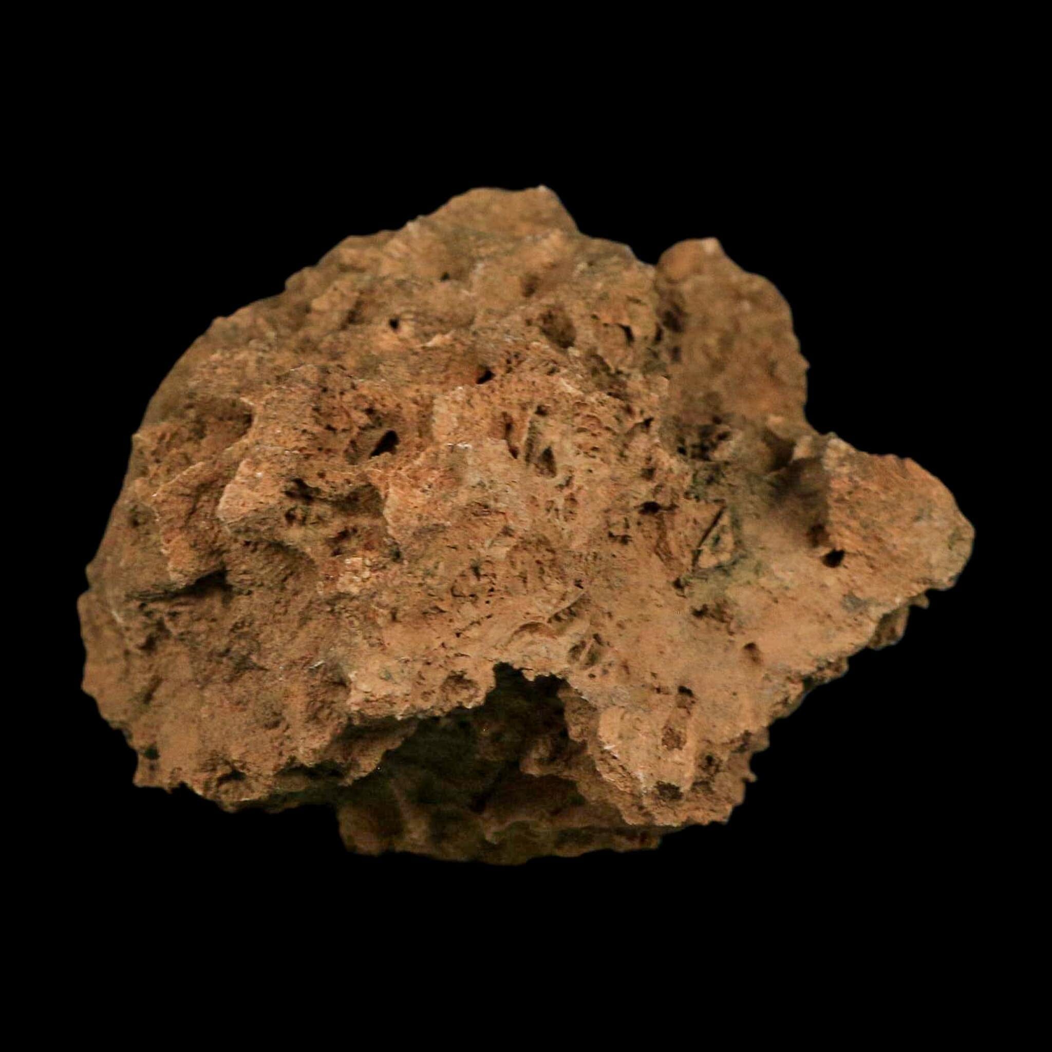 3.9" Colonial Rugose Coral Fossil Devonian Age Speed Quarry, Clark County, Indiana - Fossil Age Minerals