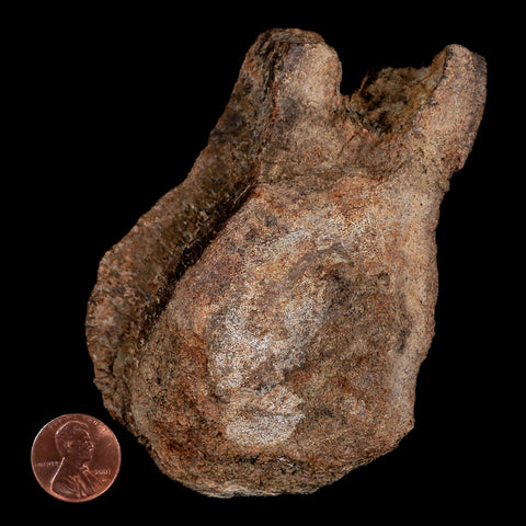 4.1" Panoplosaurus Dinosaur Fossil Vertebrae Bone Two Medicine Formation Montana - Fossil Age Minerals