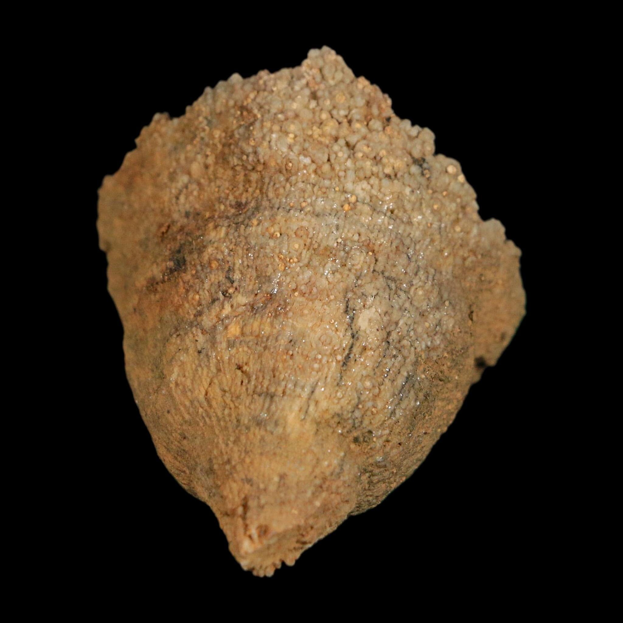 1.8" Rugose Horn Coral Fossil Devonian Age Speed Quarry, Clark County, Indiana