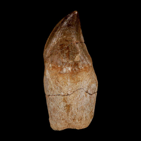 2.2" Mosasaur Prognathodon Anceps Fossil Tooth Rooted Cretaceous Dinosaur Era COA