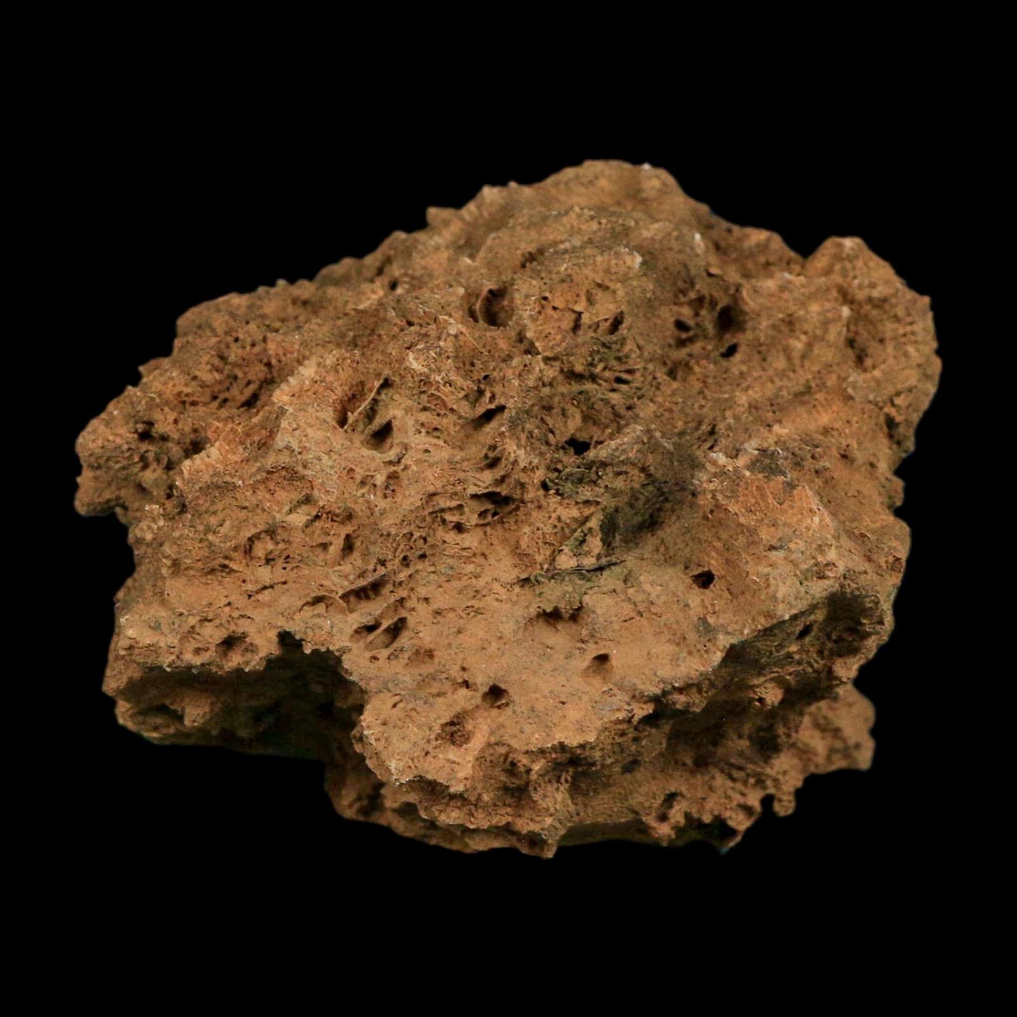 3.9" Colonial Rugose Coral Fossil Devonian Age Speed Quarry, Clark County, Indiana - Fossil Age Minerals