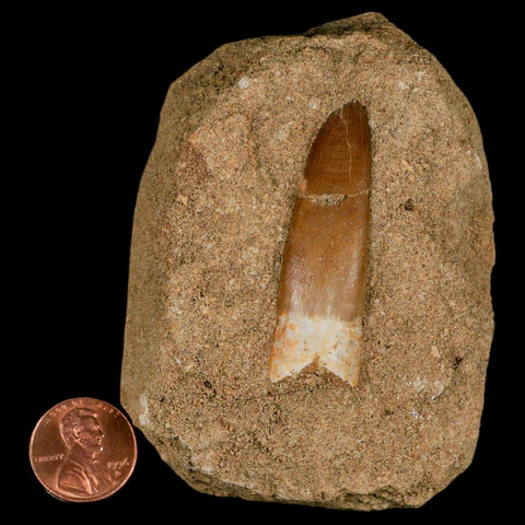 1.9" Plesiosaur Zarafasaura Tooth Fossil In Matrix Cretaceous Dinosaur Era COA - Fossil Age Minerals