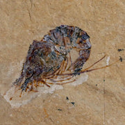 1.2" Fossil Shrimp Carpopenaeus Cretaceous Age 100 Mil Yrs Old Lebanon COA
