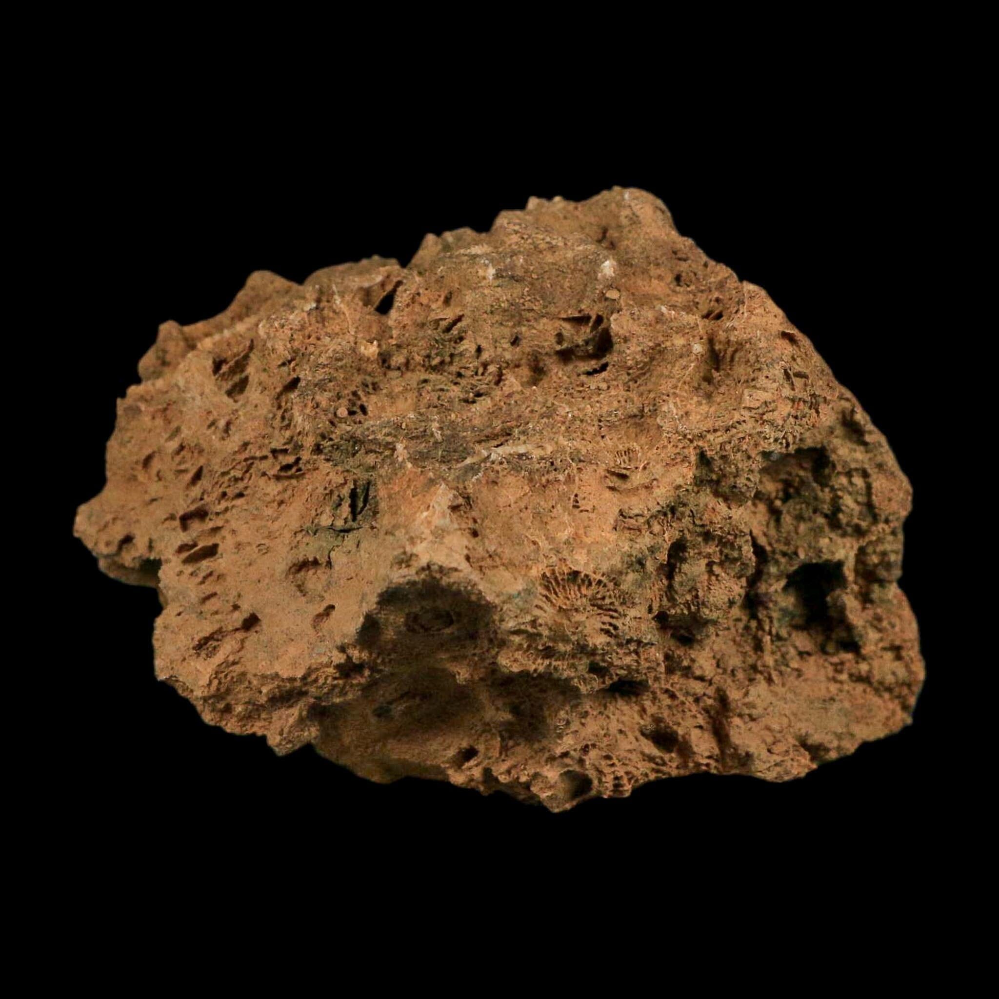 3.9" Colonial Rugose Coral Fossil Devonian Age Speed Quarry, Clark County, Indiana - Fossil Age Minerals
