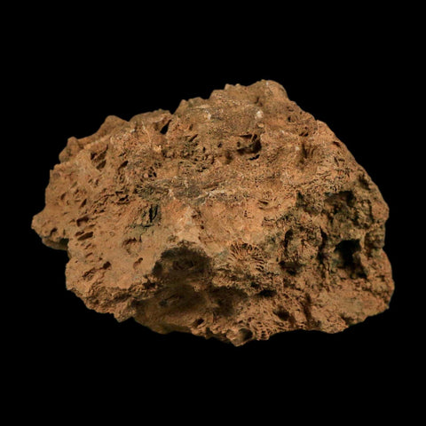 3.9" Colonial Rugose Coral Fossil Devonian Age Speed Quarry, Clark County, Indiana - Fossil Age Minerals