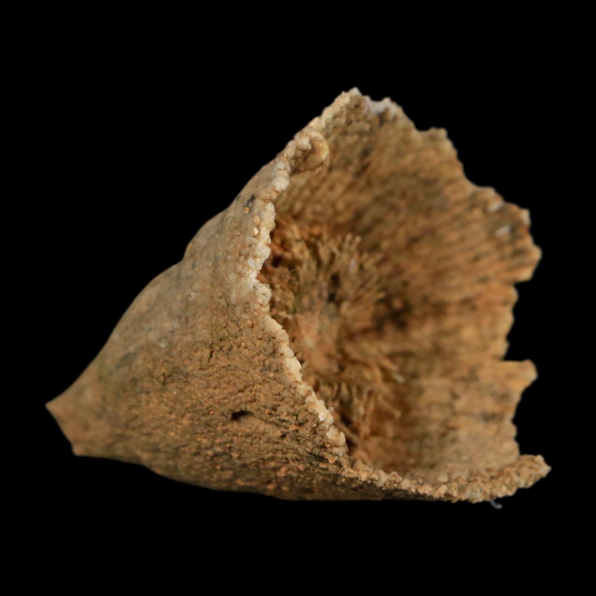 1.8" Rugose Horn Coral Fossil Devonian Age Speed Quarry, Clark County, Indiana