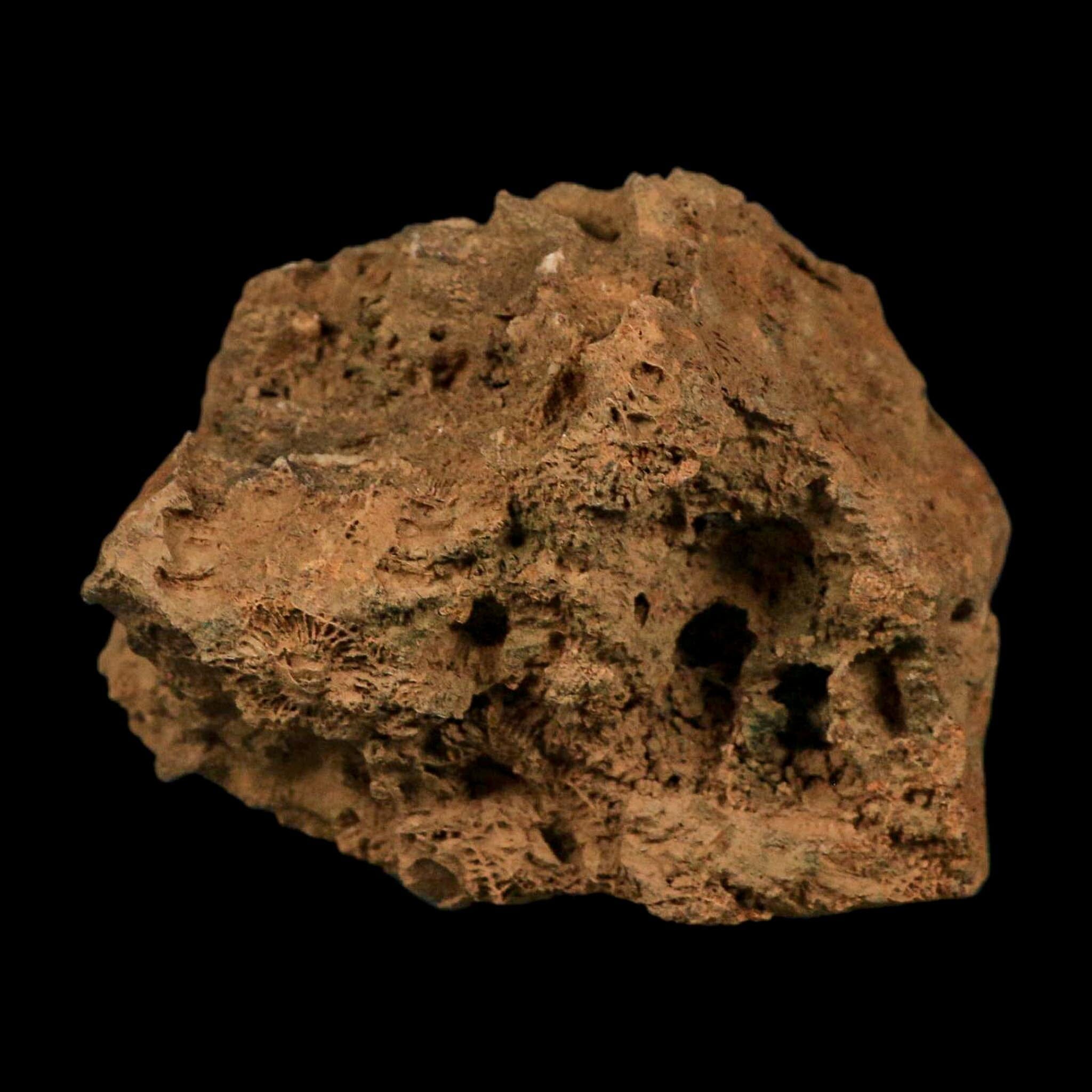 3.9" Colonial Rugose Coral Fossil Devonian Age Speed Quarry, Clark County, Indiana - Fossil Age Minerals