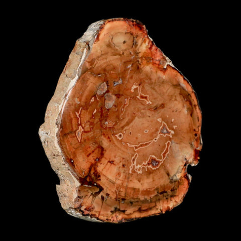 4.1" Fossilized Polished Petrified Wood Branch Madagascar 66-225 Million Yrs Old - Fossil Age Minerals