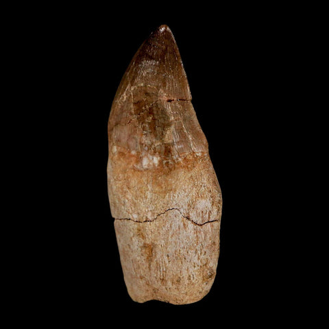 2.2" Mosasaur Prognathodon Anceps Fossil Tooth Rooted Cretaceous Dinosaur Era COA