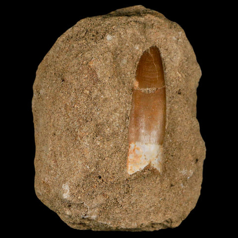 1.9" Plesiosaur Zarafasaura Tooth Fossil In Matrix Cretaceous Dinosaur Era COA - Fossil Age Minerals