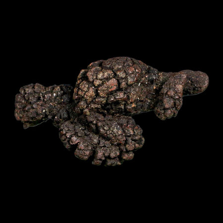 2.7" Prehistoric Coprolite Fossil Specimen Poop Dung Miocene Madagascar