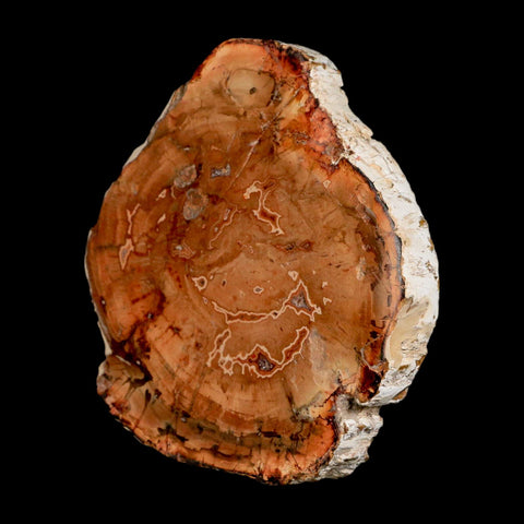 4.1" Fossilized Polished Petrified Wood Branch Madagascar 66-225 Million Yrs Old - Fossil Age Minerals