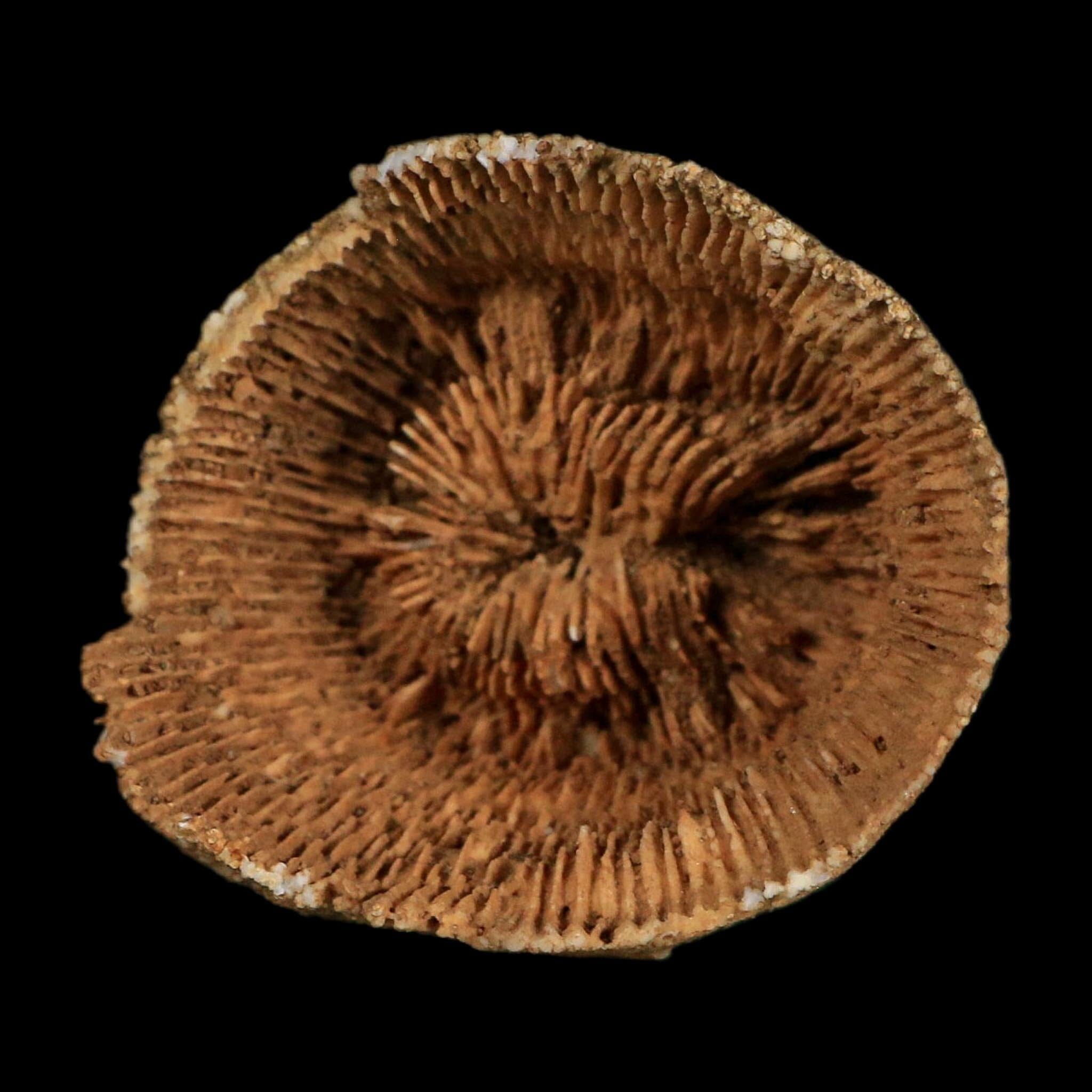 2.4" Rugose Horn Coral Fossil Devonian Age Speed Quarry, Clark County, Indiana
