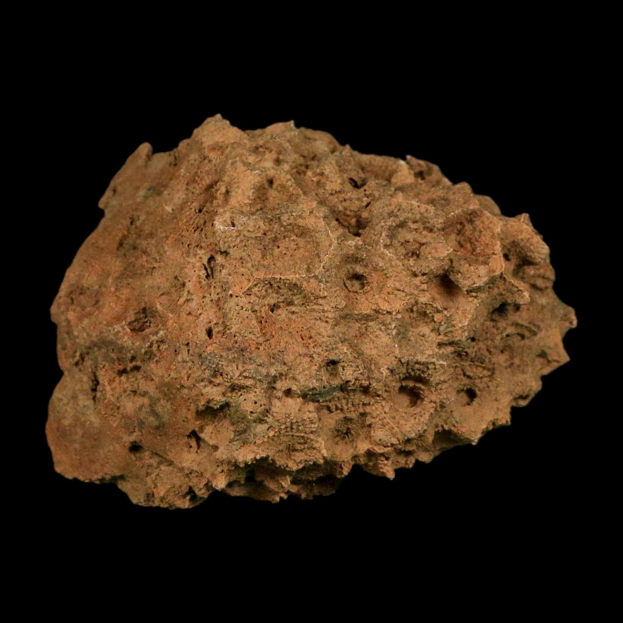 3.9" Colonial Rugose Coral Fossil Devonian Age Speed Quarry, Clark County, Indiana - Fossil Age Minerals