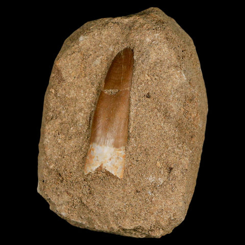 1.9" Plesiosaur Zarafasaura Tooth Fossil In Matrix Cretaceous Dinosaur Era COA - Fossil Age Minerals