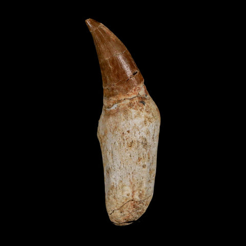 2.3" Mosasaur Eremiasaurus Fossil Tooth Rooted Cretaceous Dinosaur Era COA