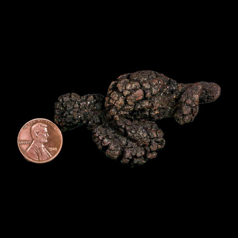 2.7" Prehistoric Coprolite Fossil Specimen Poop Dung Miocene Madagascar - Fossil Age Minerals