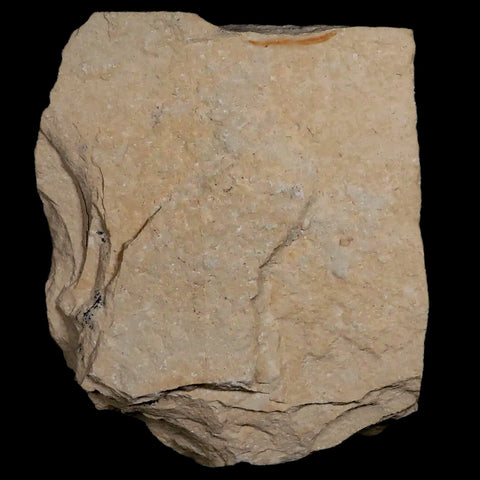 1.2" Fossil Shrimp Carpopenaeus Cretaceous Age 100 Mil Yrs Old Lebanon COA - Fossil Age Minerals