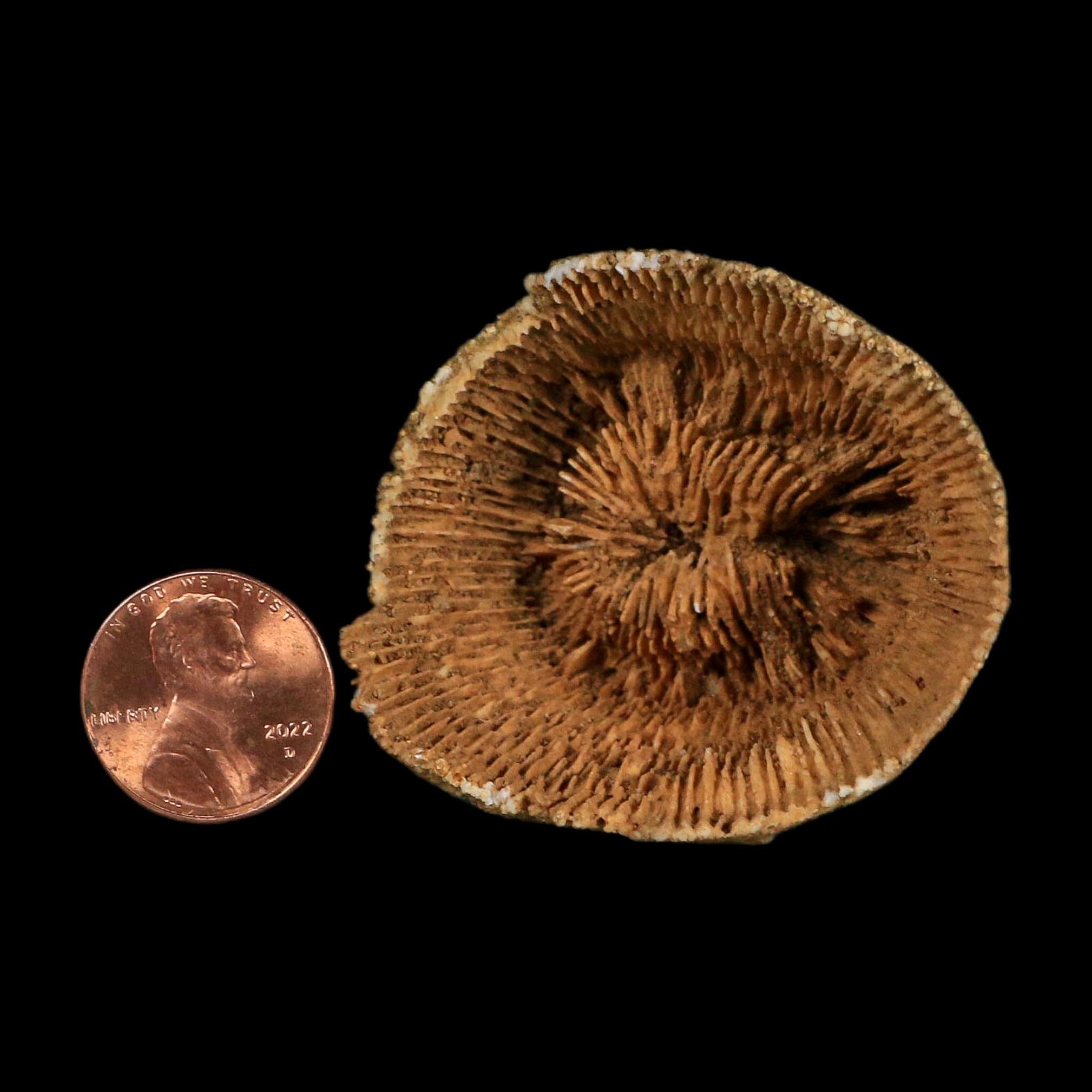 2.4" Rugose Horn Coral Fossil Devonian Age Speed Quarry, Clark County, Indiana