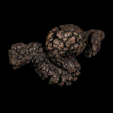 2.7" Prehistoric Coprolite Fossil Specimen Poop Dung Miocene Madagascar - Fossil Age Minerals