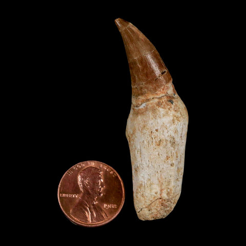 2.3" Mosasaur Eremiasaurus Fossil Tooth Rooted Cretaceous Dinosaur Era COA
