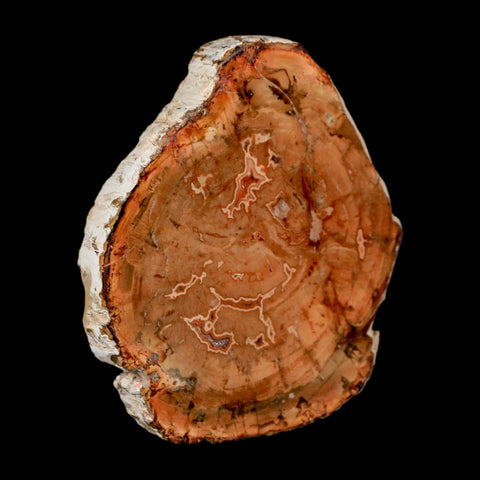 4.1" Fossilized Polished Petrified Wood Branch Madagascar 66-225 Million Yrs Old - Fossil Age Minerals