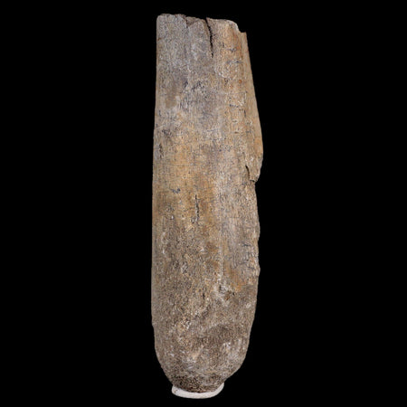 4.3" Maiasaura Hadrosaur Dinosaur Radius Bone Fossil Two Medicine FM MT COA