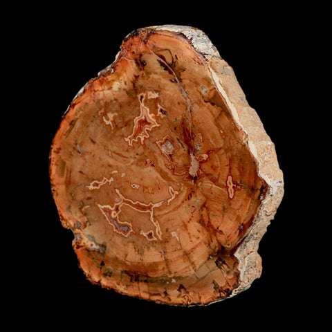 4.1" Fossilized Polished Petrified Wood Branch Madagascar 66-225 Million Yrs Old - Fossil Age Minerals