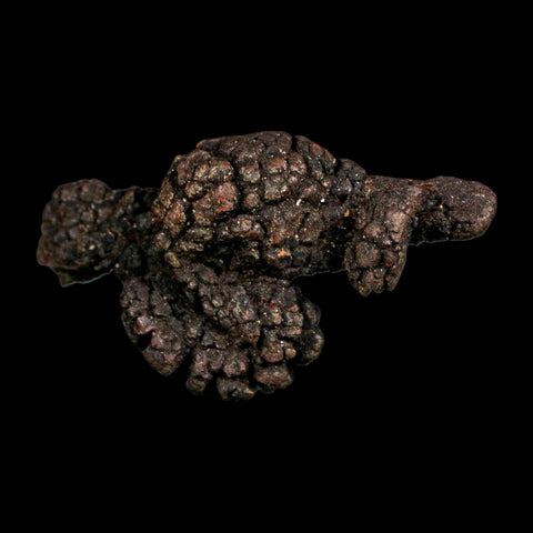 2.7" Prehistoric Coprolite Fossil Specimen Poop Dung Miocene Madagascar - Fossil Age Minerals