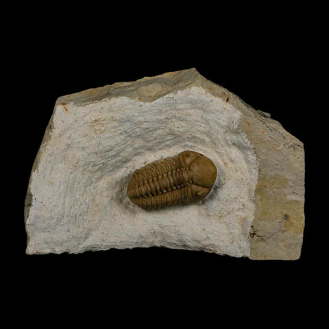 1.2" Kainops Raymodi Trilobite Fossil In Matrix Compound eyes Black Cat Mountain OK - Fossil Age Minerals