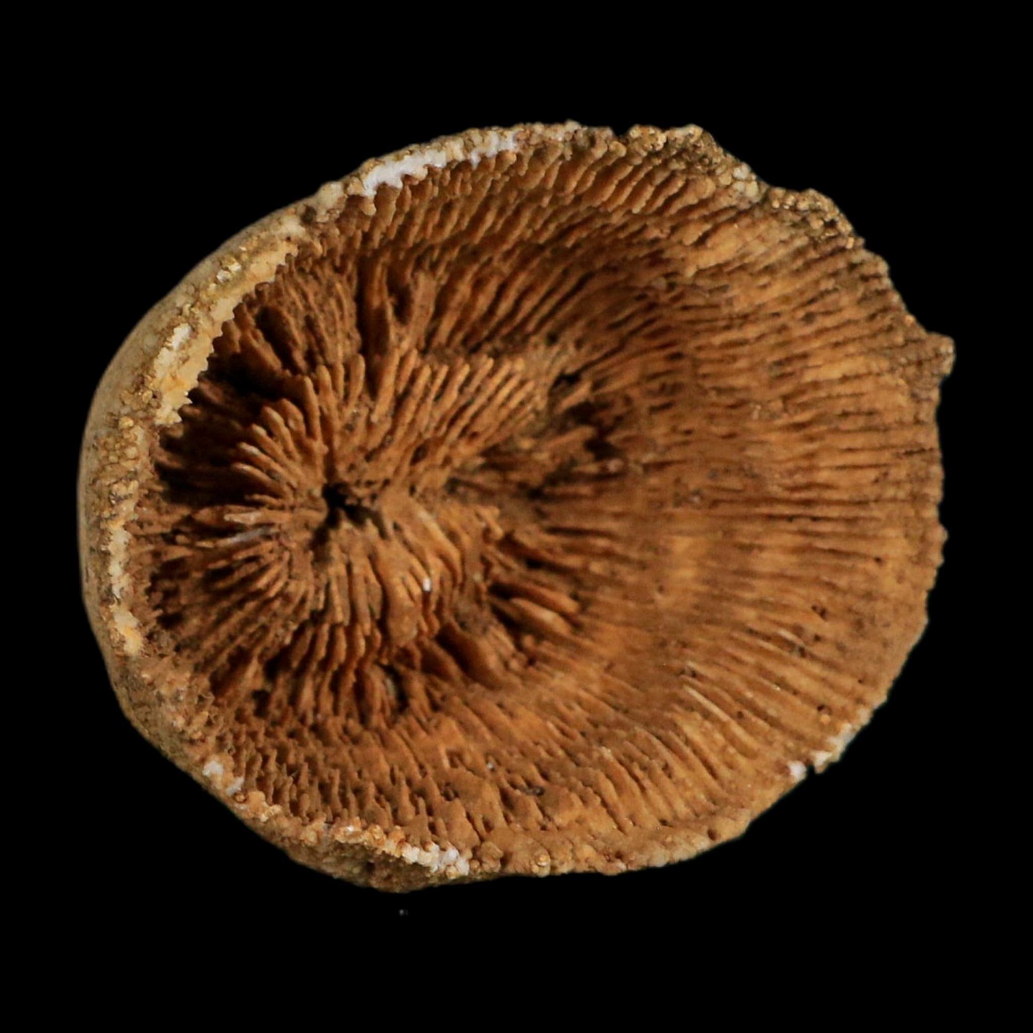 2.4" Rugose Horn Coral Fossil Devonian Age Speed Quarry, Clark County, Indiana
