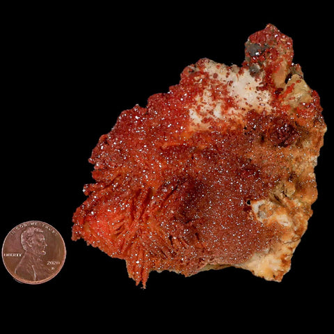 3.4" Sparkly Orange Vanadinite Crystals Orange Barite Blades Mineral Mabladen Morocco - Fossil Age Minerals