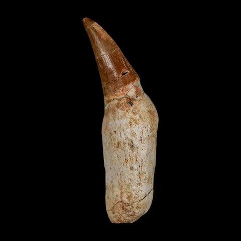 2.3" Mosasaur Eremiasaurus Fossil Tooth Rooted Cretaceous Dinosaur Era COA