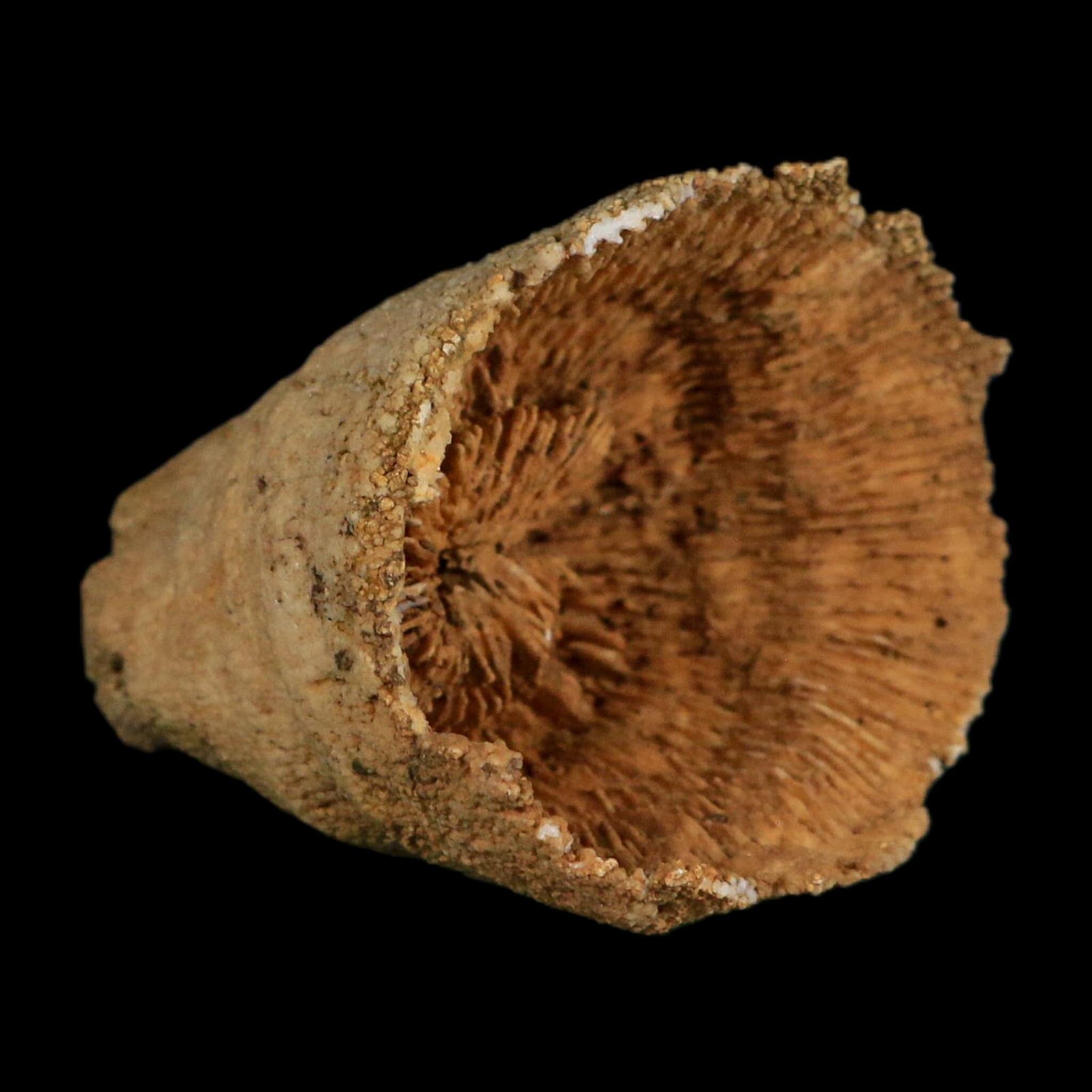 2.4" Rugose Horn Coral Fossil Devonian Age Speed Quarry, Clark County, Indiana