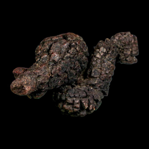 2.7" Prehistoric Coprolite Fossil Specimen Poop Dung Miocene Madagascar - Fossil Age Minerals