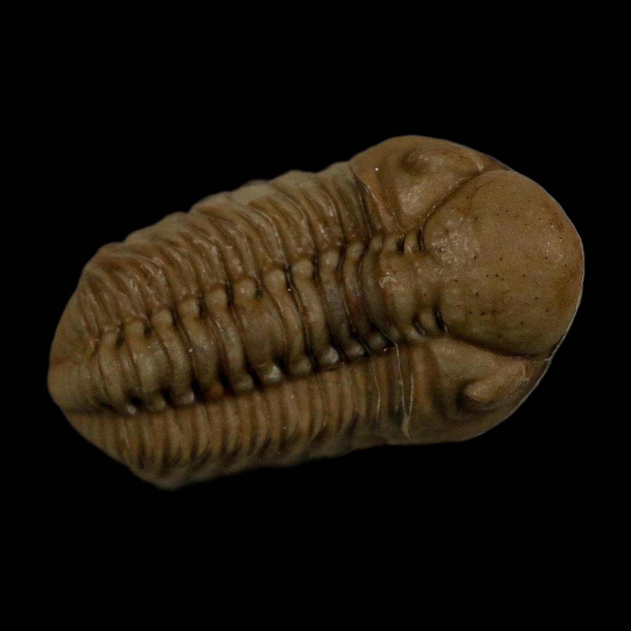 1.2" Kainops Raymodi Trilobite Fossil In Matrix Compound eyes Black Cat Mountain OK - Fossil Age Minerals